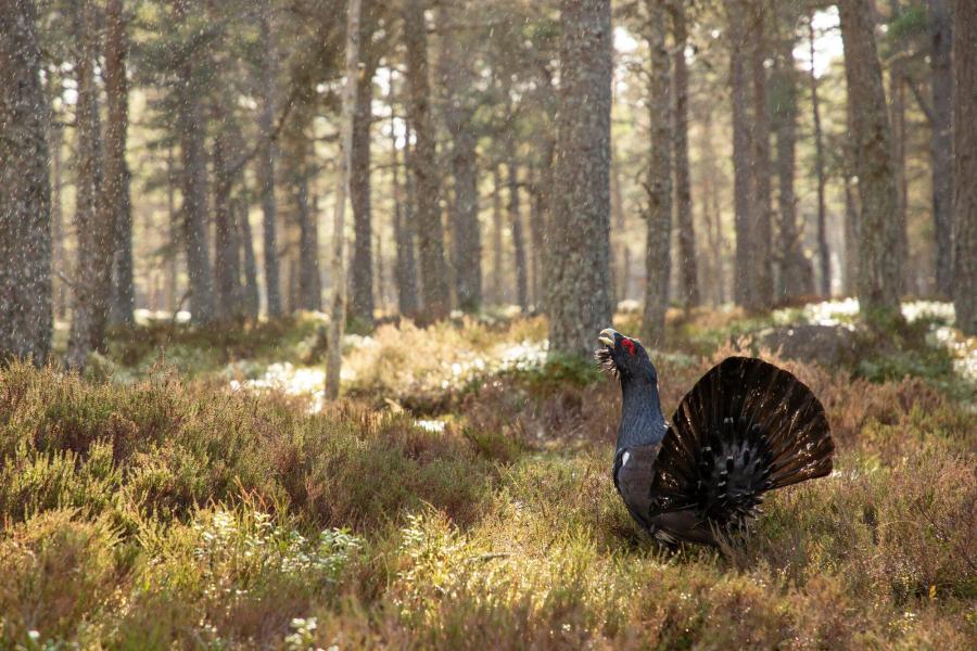 Capercaillie, Tetrao urogallus, male displaying in rain in pine forest, Cairngorms National Park, Scotland
