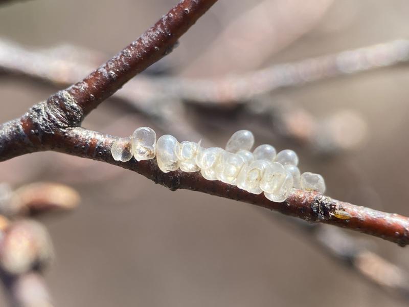 Small white eggs lined up on a branch