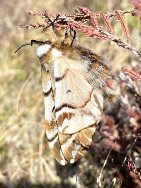 Sunlit Kentish glory moth perched on a branch