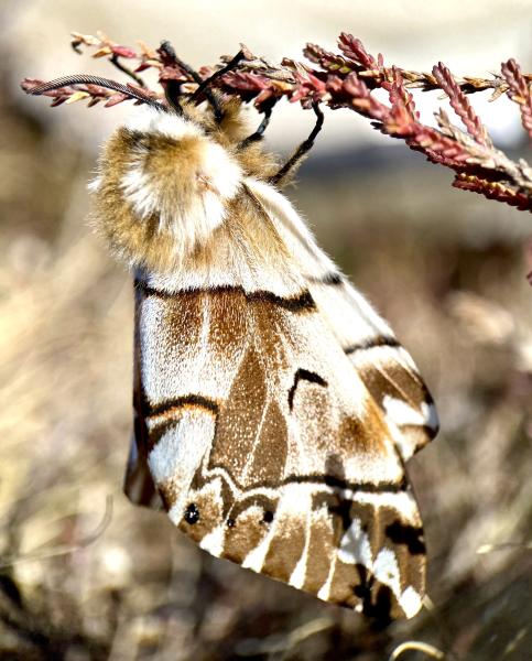 Stunning photo of a Kentish glory moth in the sunshine