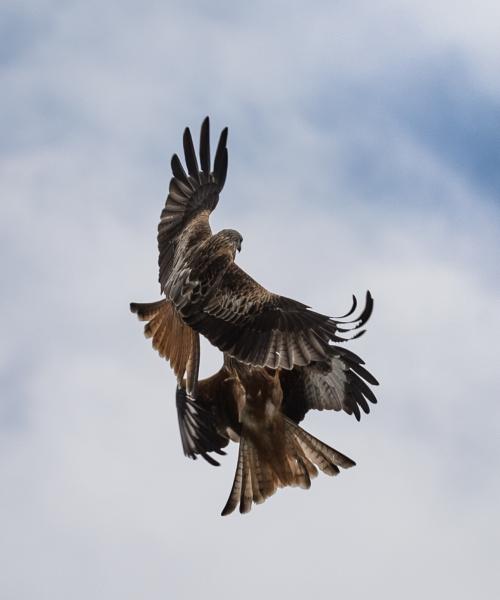 Two red kites locking talons mid flight