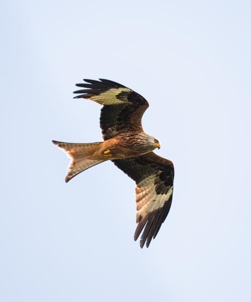 Photo of the underside of a red kite in flight