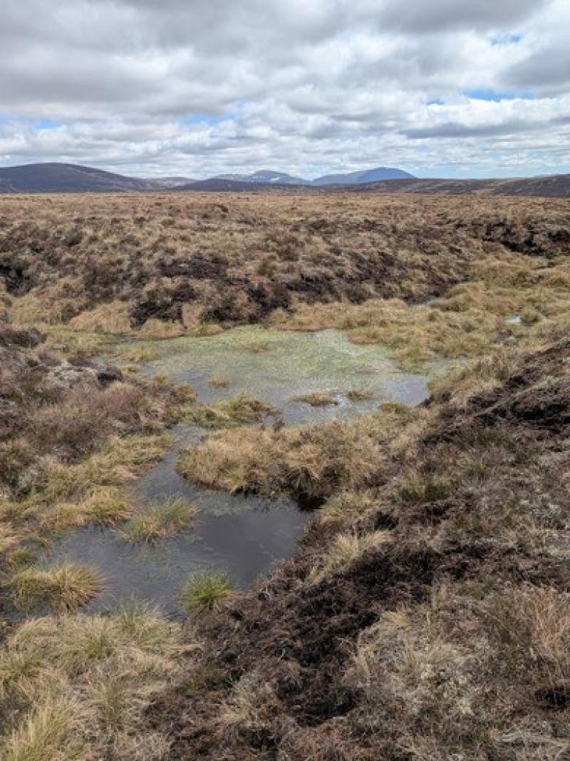 Upland peatland restoration site showing boggy areas and baffling technique