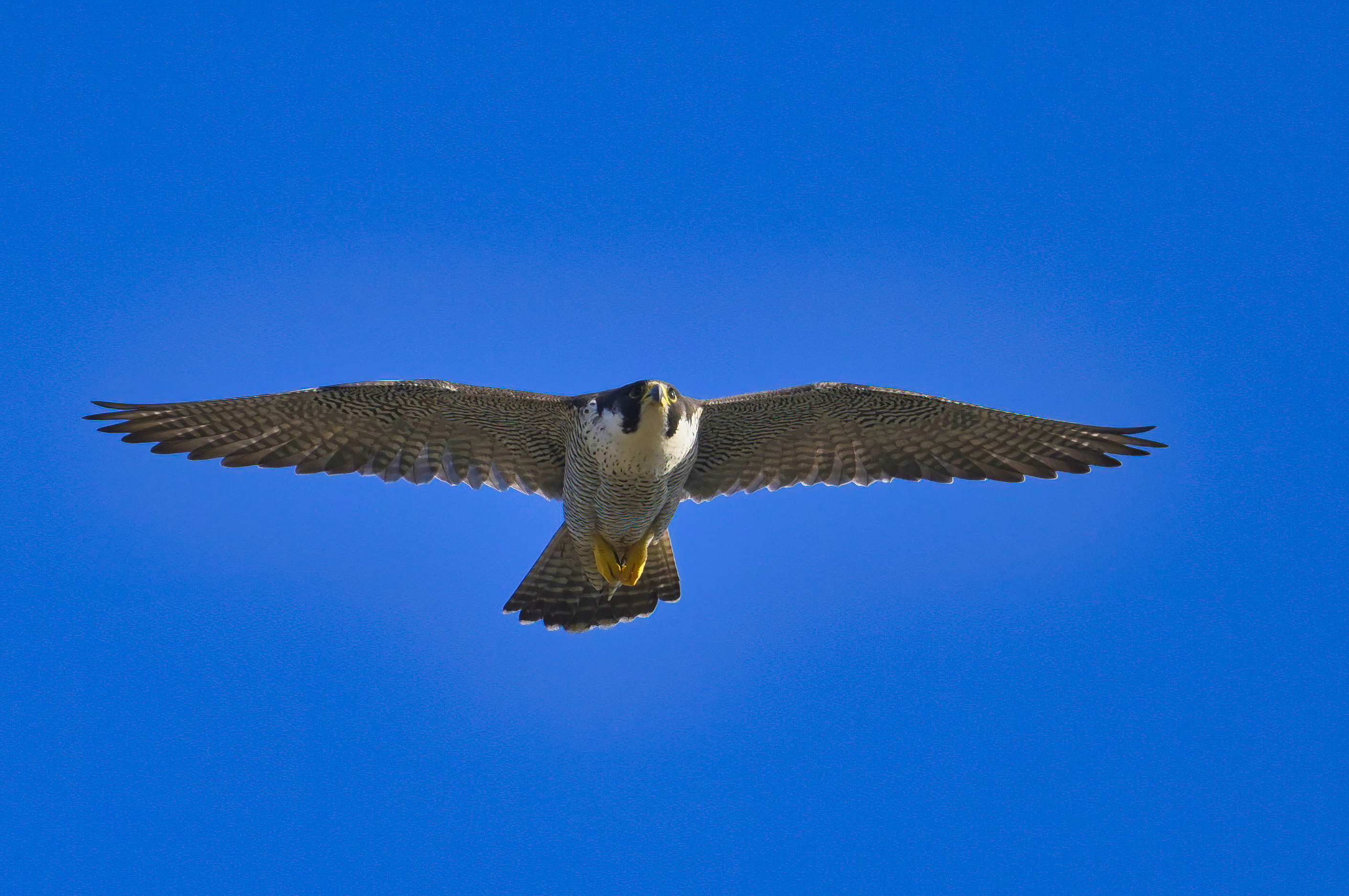Close up of an adult peregrine falcon in flight facing camera from underneath