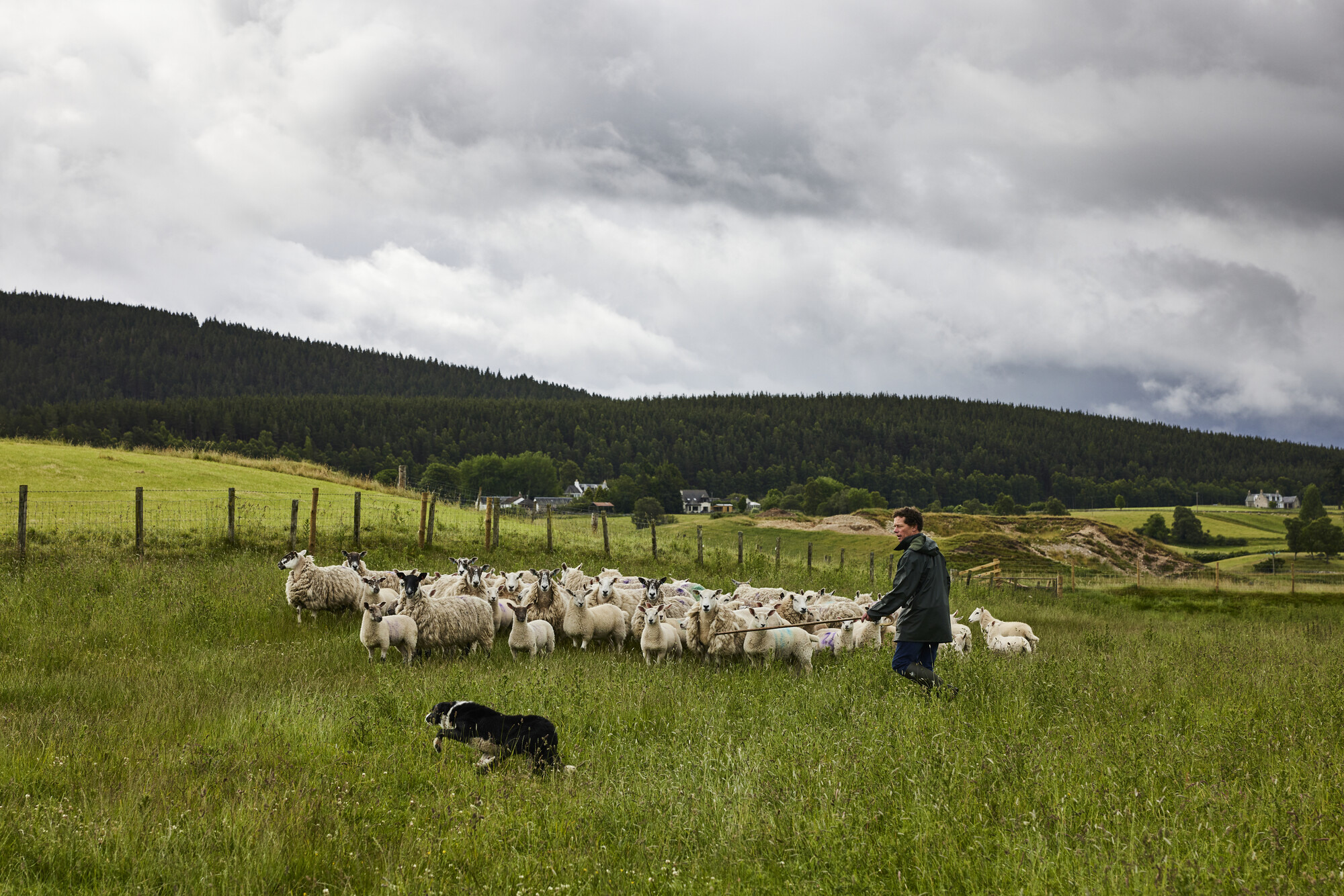 A shepherd in a green coat and wellies shepherds a herd of sheep in long grass, with the help of a black and white dog.