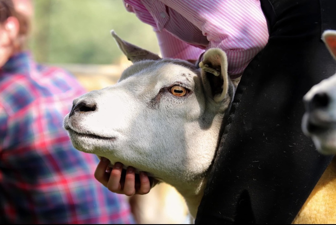 Face of a white sheep being held by someone wearing a pink shirt.