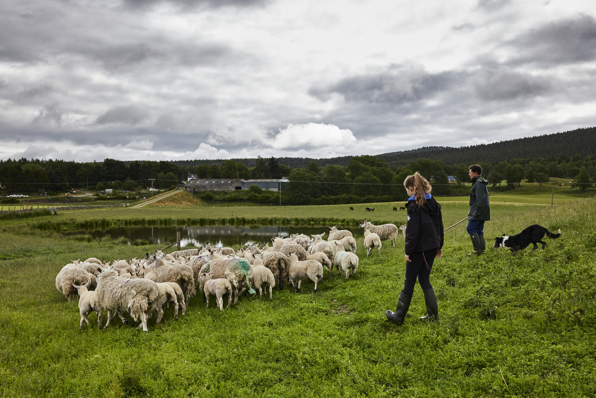 Two people and a sheepdog herding sheep