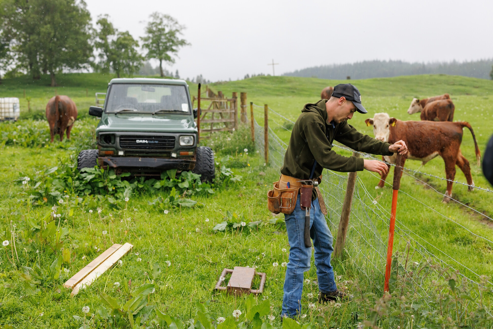 Person fixing a fence with cows in field.
