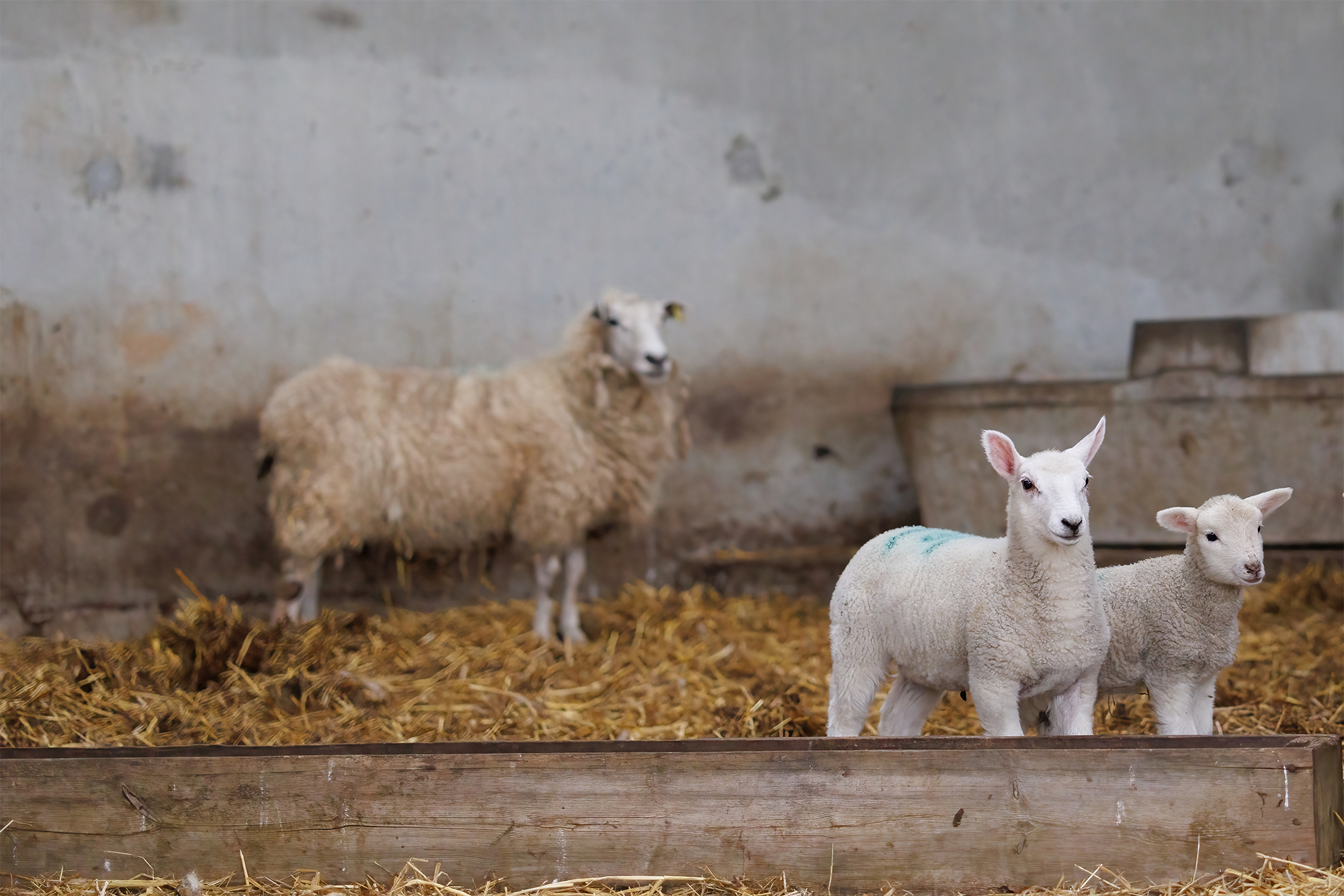 Sheep and two lambs standing on hay in a farm shed.