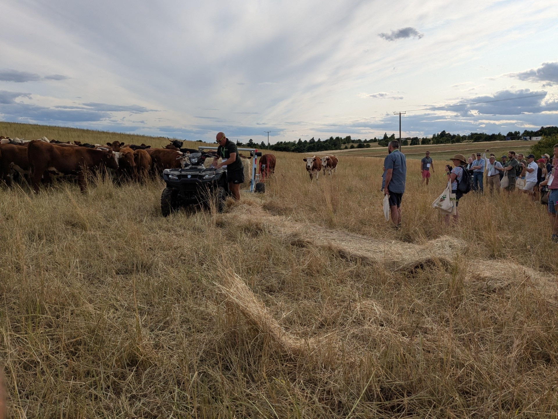 an agricultural event demonstration in a field with cows and people watching