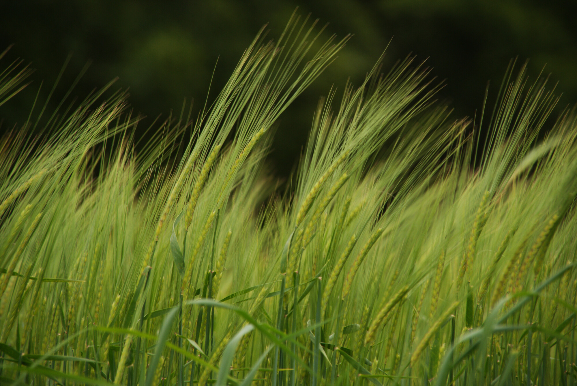 Image across a field with plants swinging in the wind.