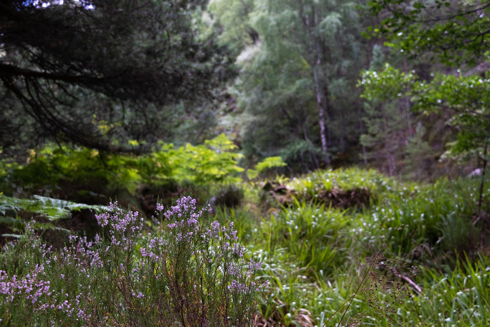 Purple heather pops against lush green woodlands