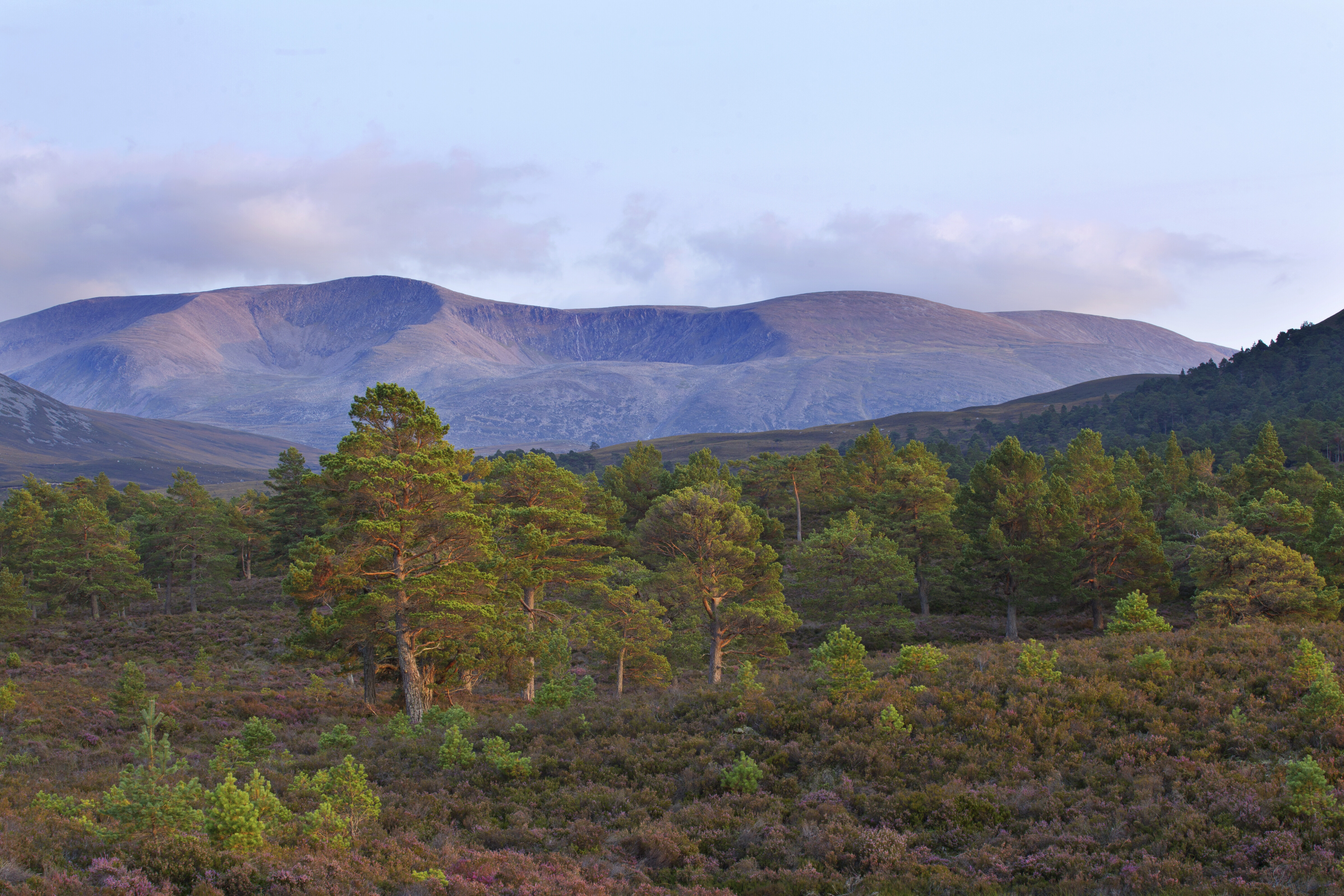 Scattered Scot's pines on heather moorland in late summer, Rothiemurchus, Cairngorms National Park, Scotland, UK