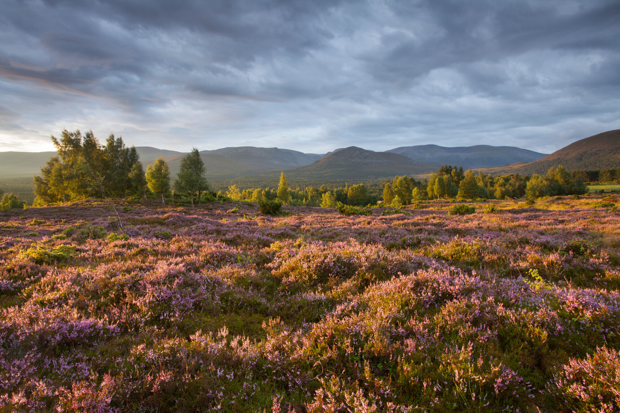 Purple heather and trees with mountains in background