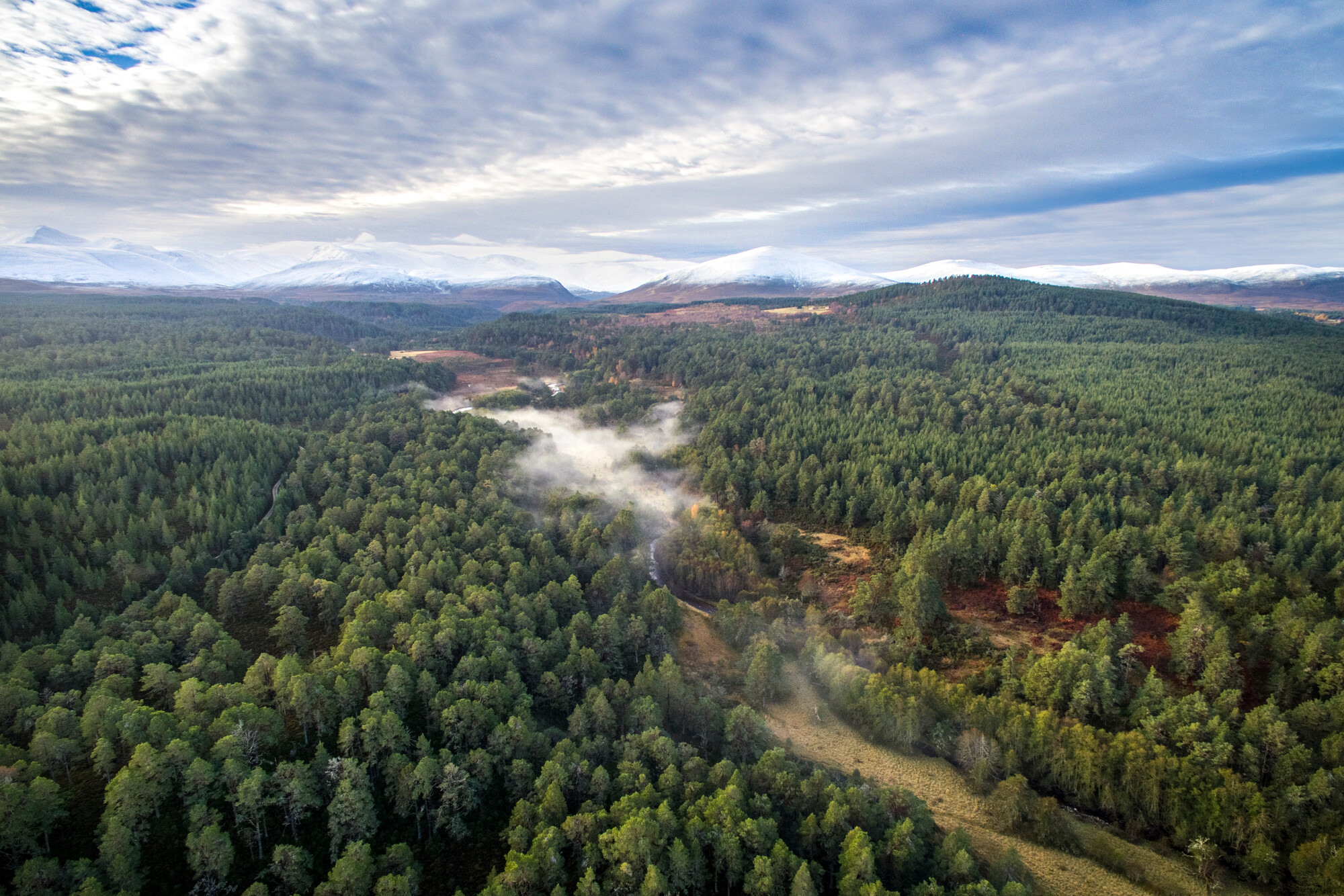 An aerial view above abernethy forest with the Cairngorm mountain range behind.