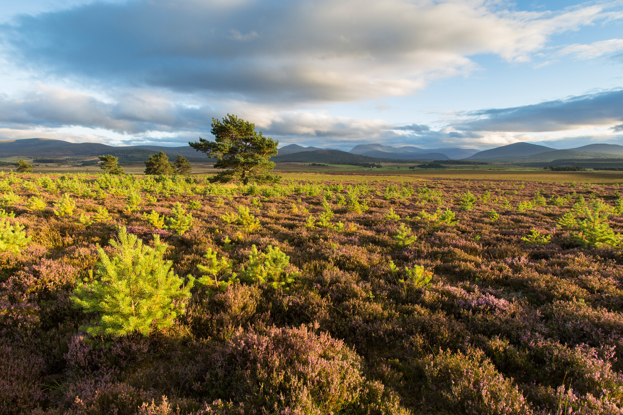Pine saplings growing on heather moorland