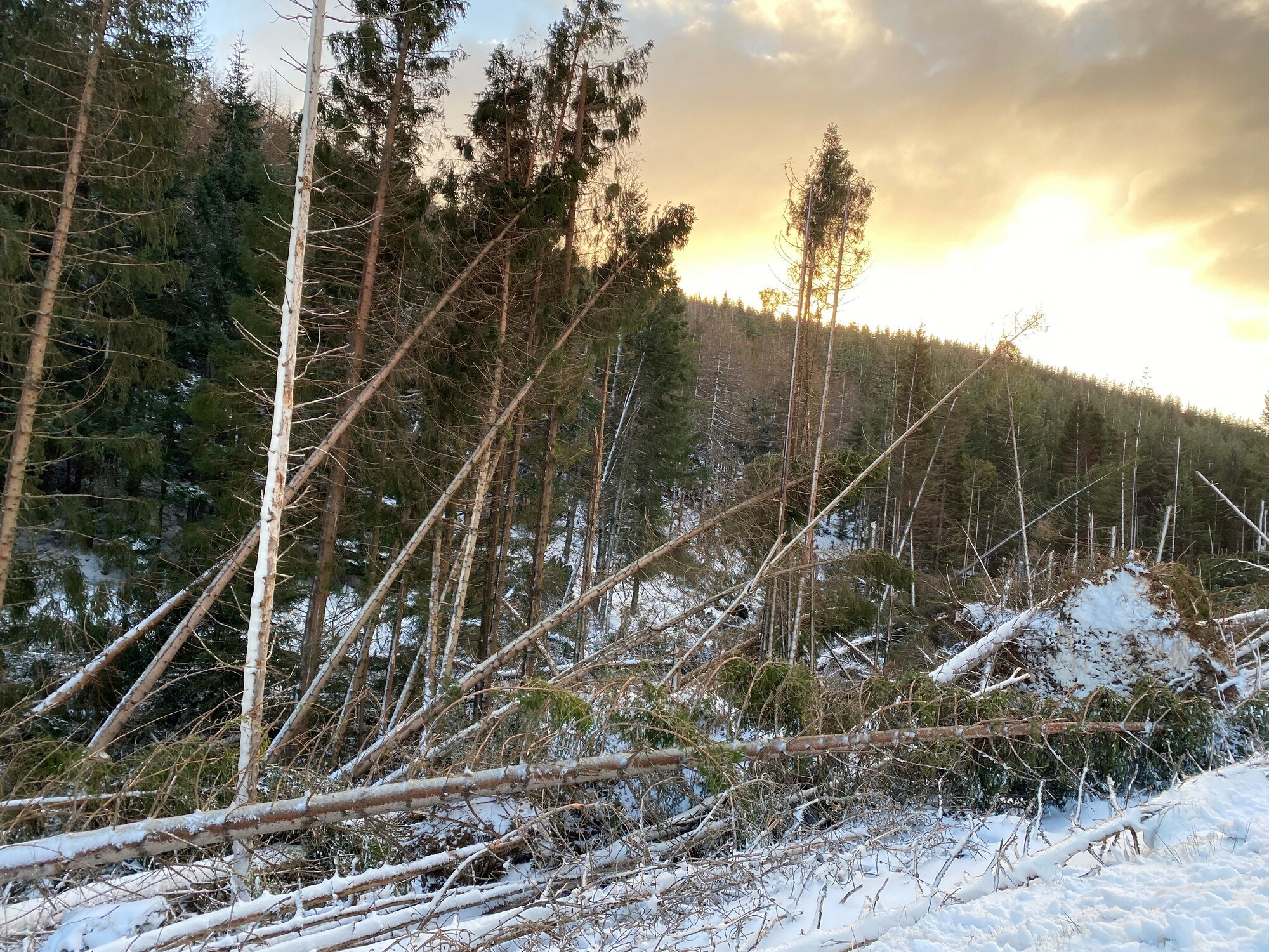 Storm damaged trees blown over onto snow covered ground in storm Arwen.