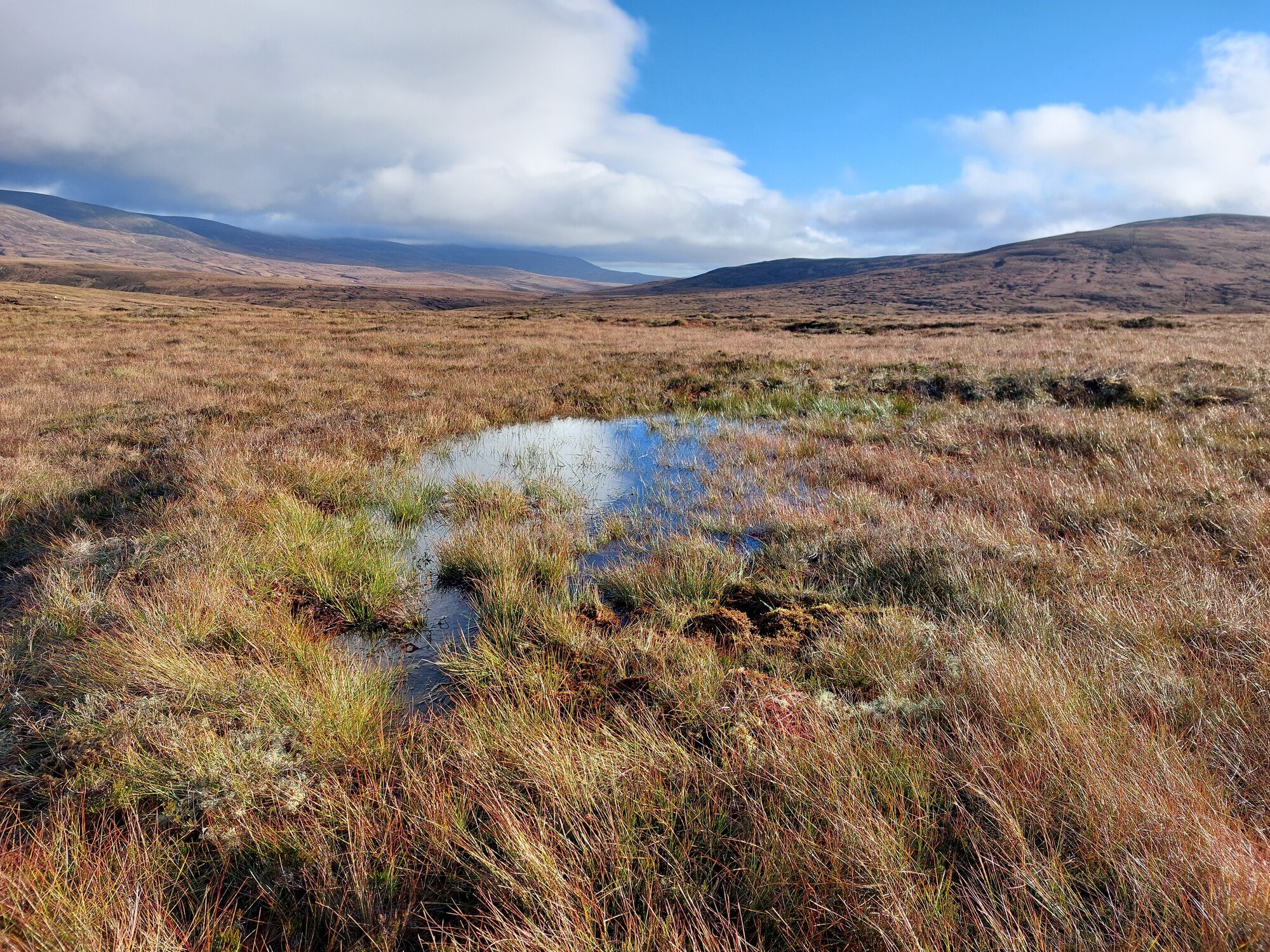 A grassy pond in peatland