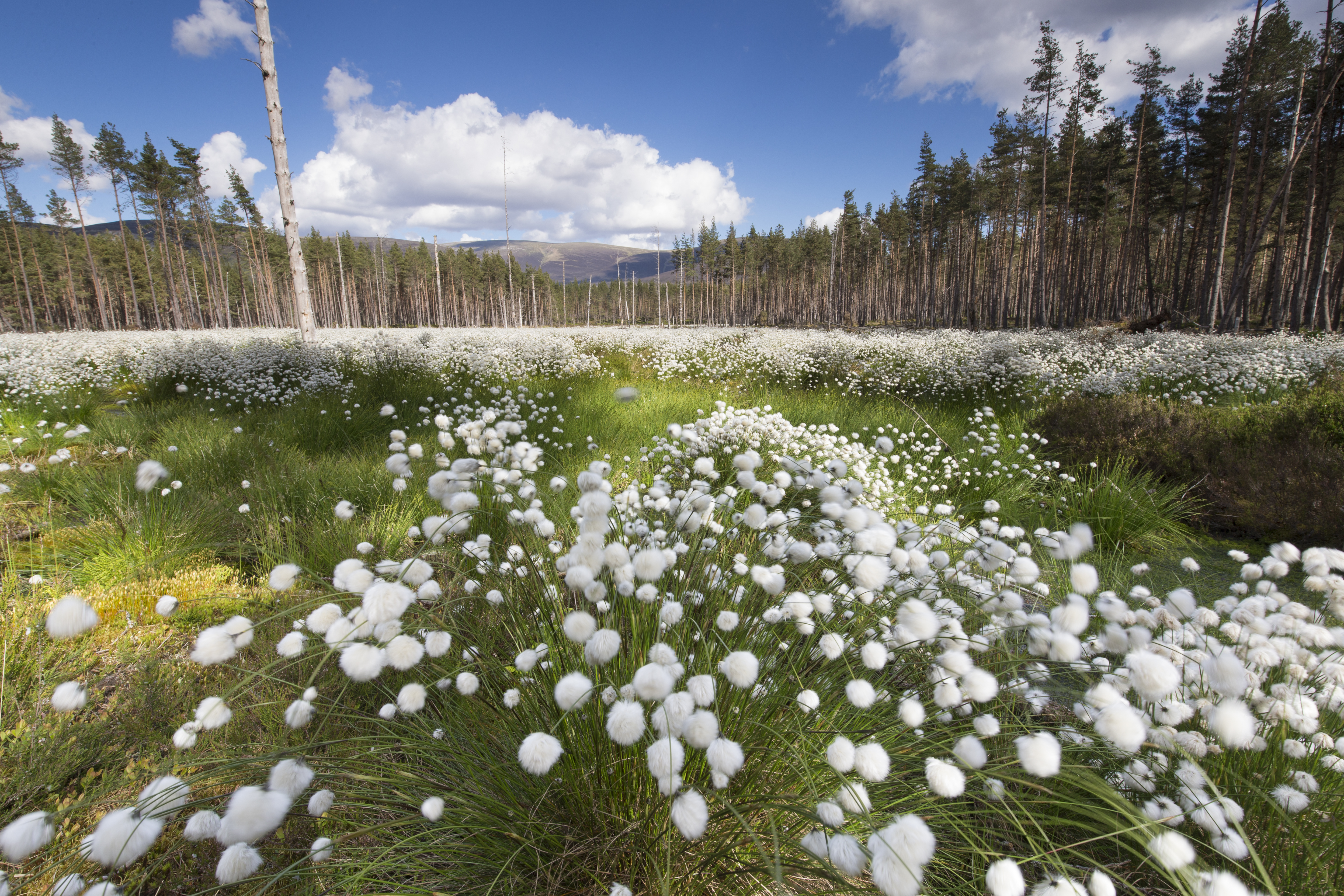 Carpet of bog cotton in wetland clearing, Glenfeshie