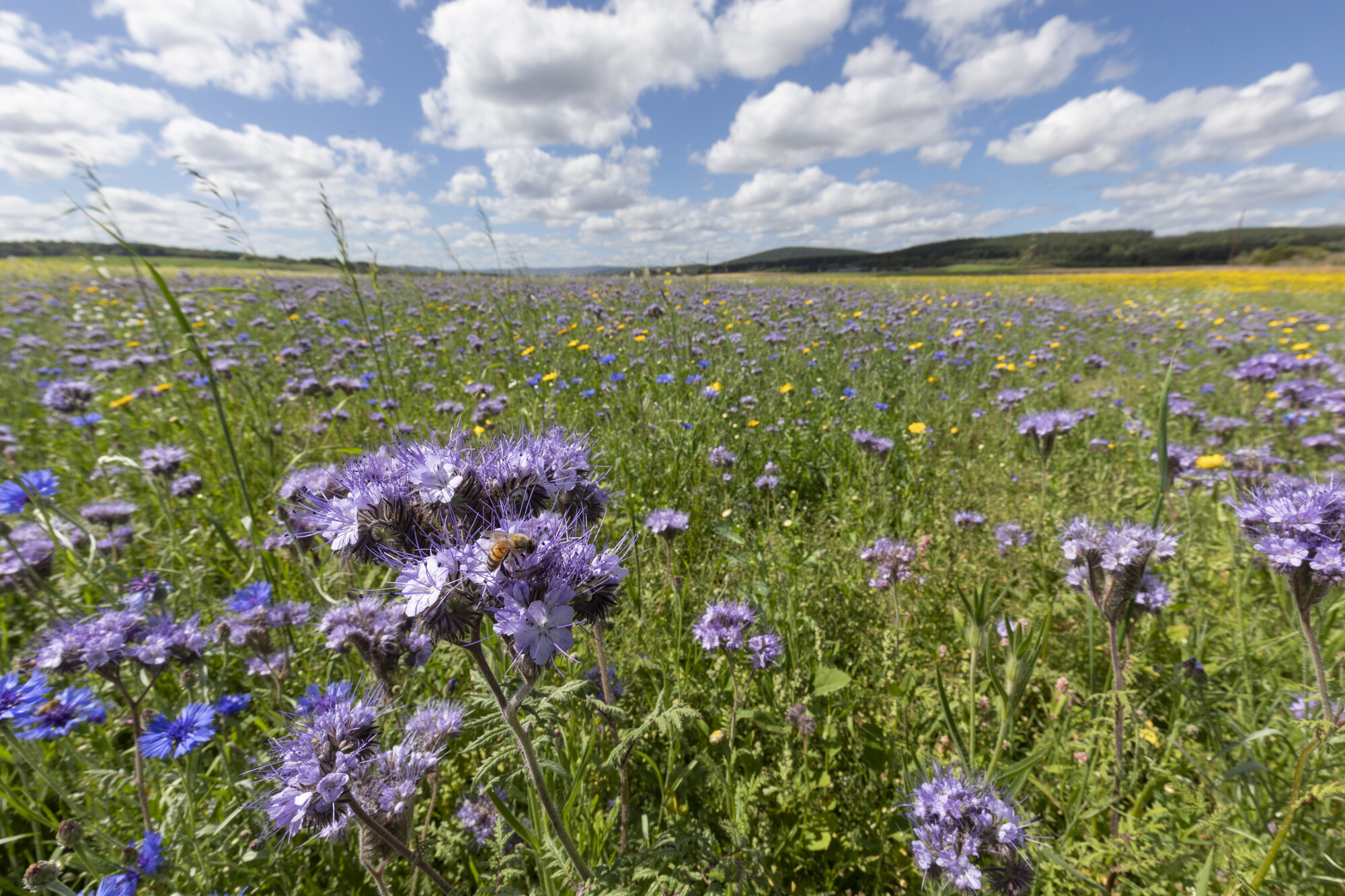 Bee species on phacelia flower in arable field.