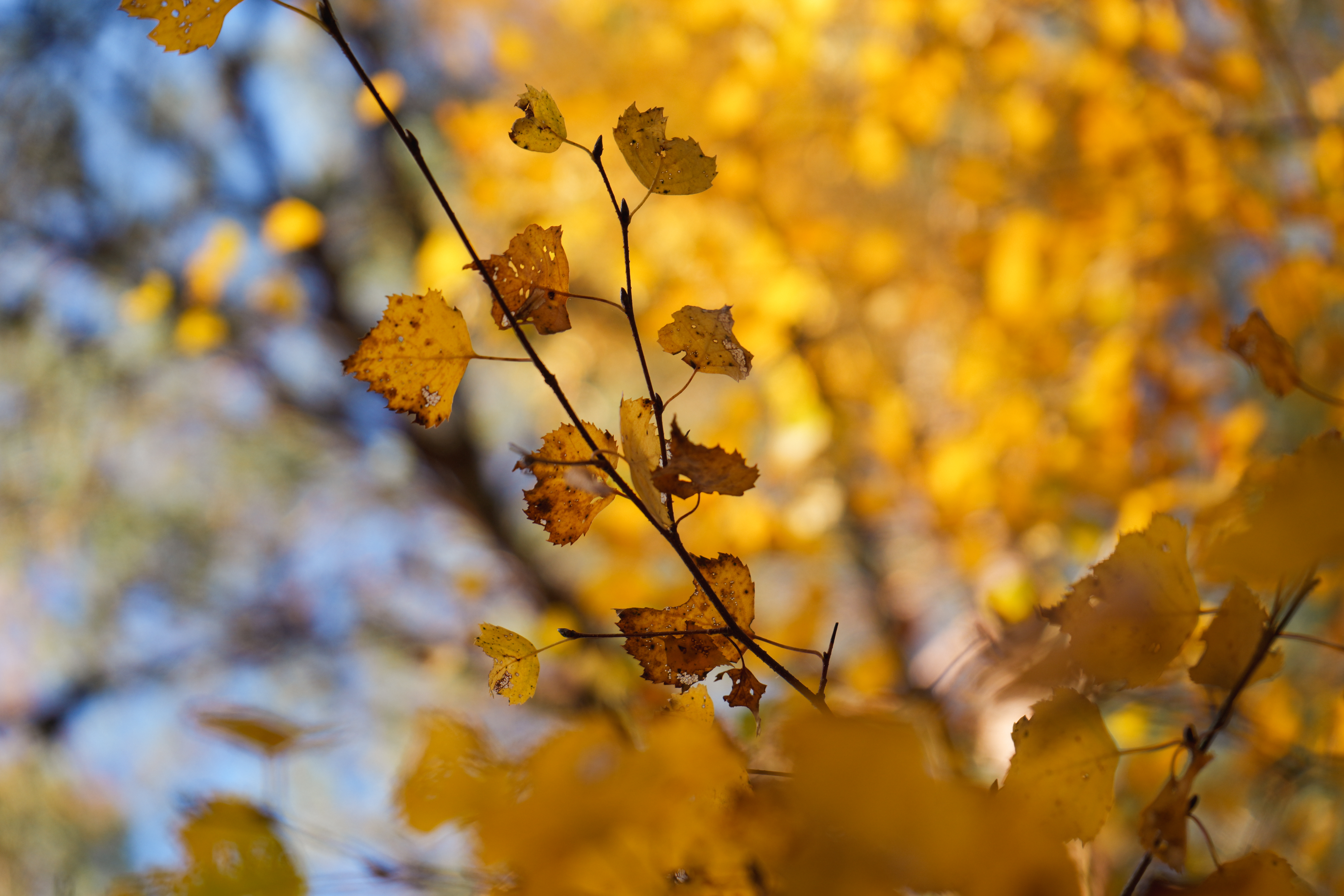 Orange and golden leaves shimmering in the sun