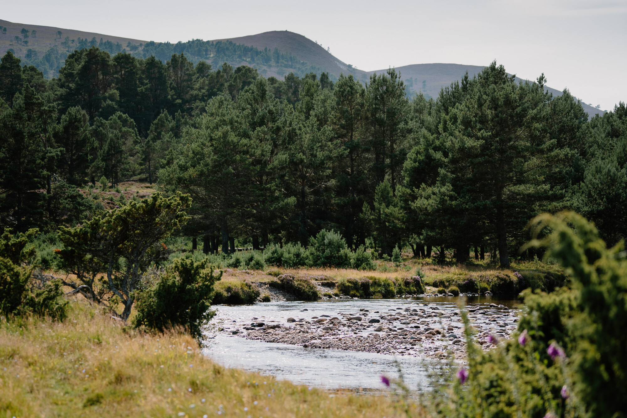 River with grass in the foreground with trees and mountains in the background