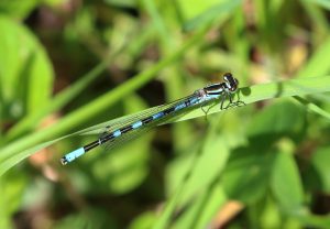 Dragonfly on leaf