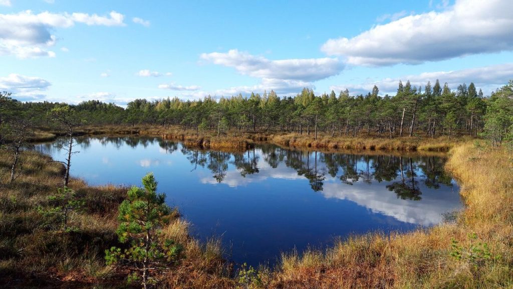 Latvia Heather Palomino