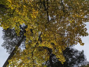 View looking up into a canopy of leaves of a stand of aspen