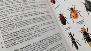 Field Guides like Colins are invaluable for identification