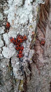 Fire Bugs Latvia Heather Palomino