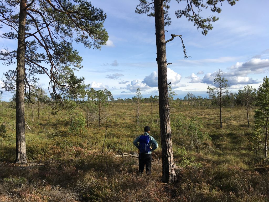 Latvia Heather Palomino