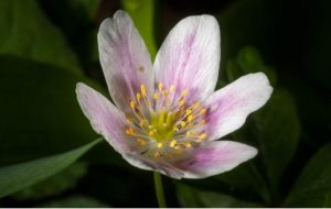 Wood anemone are in flower now, what can you find in your nearest green space?
