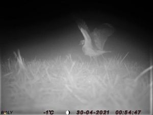 Nest Predation 1