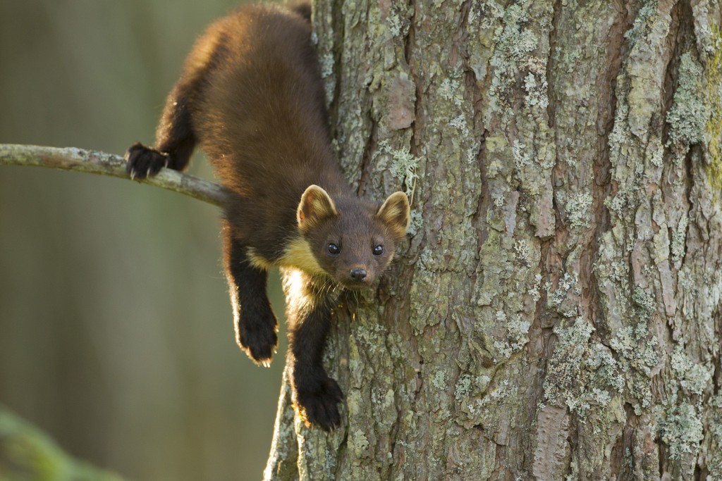Pine marten (Martes martes) youngster