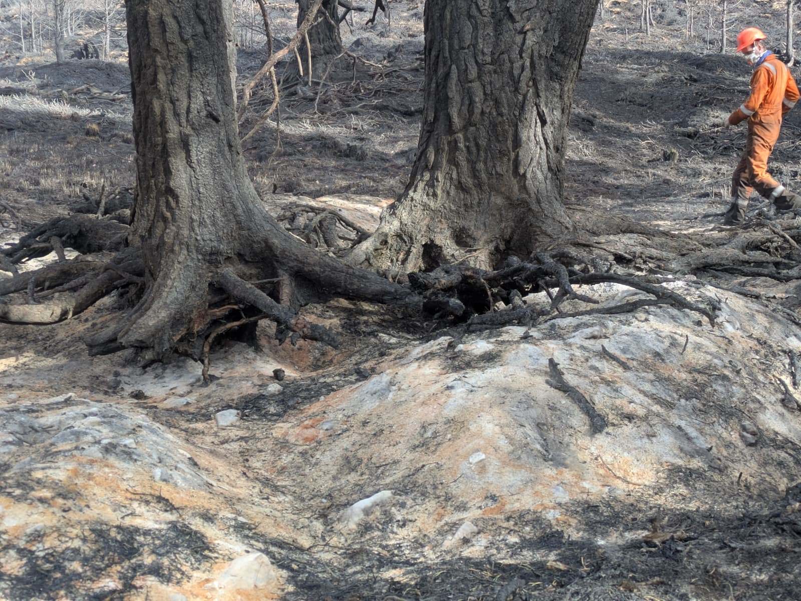 A firefighter wearing orange protective gear surveys two trees with exposed tree roots after the Glenmore wildfire