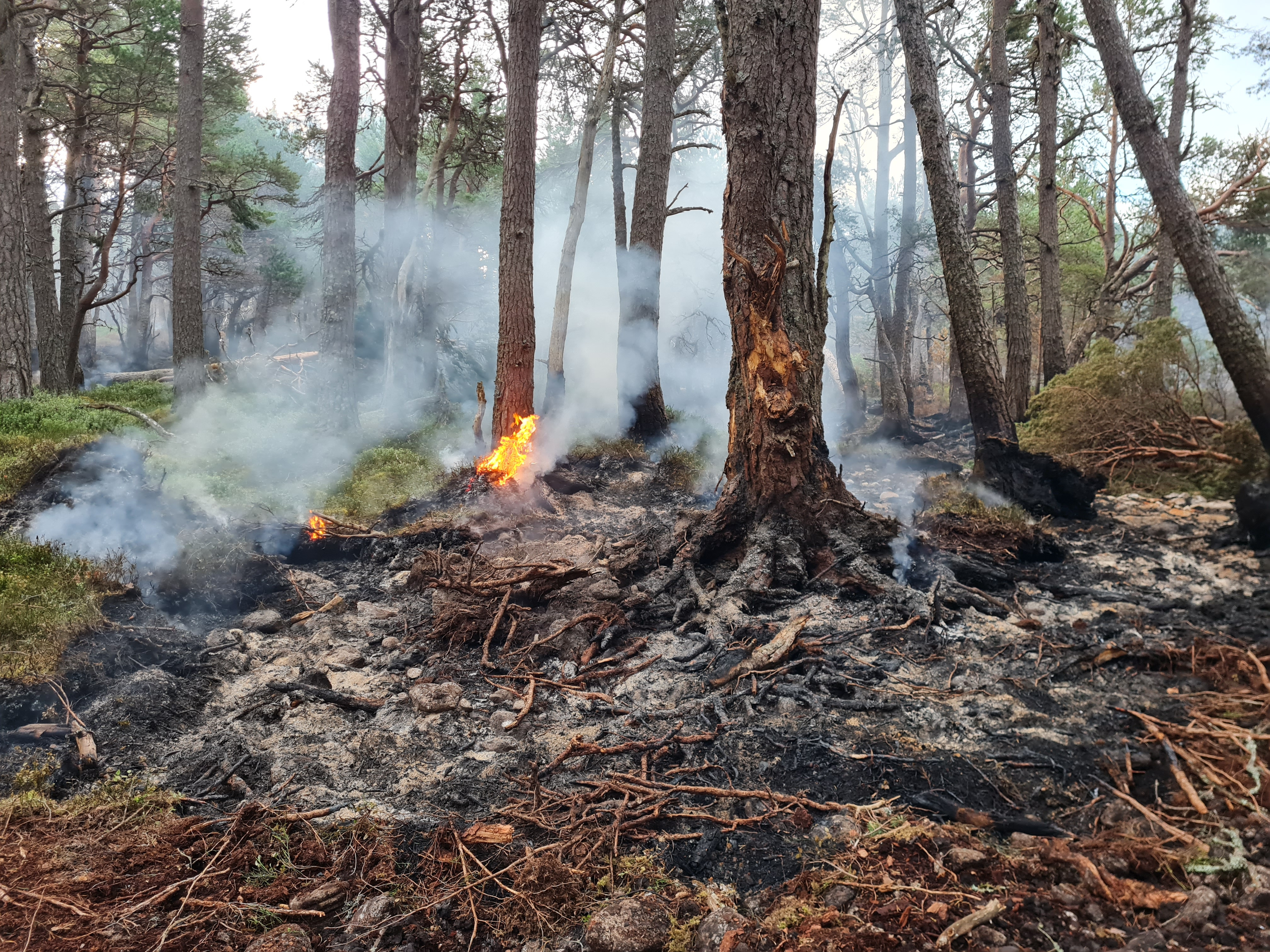 Photo taken in the forest at Glenmore, showing ashen remains of a tree and undergrowth in the foreground and a second tree still on fire in the background