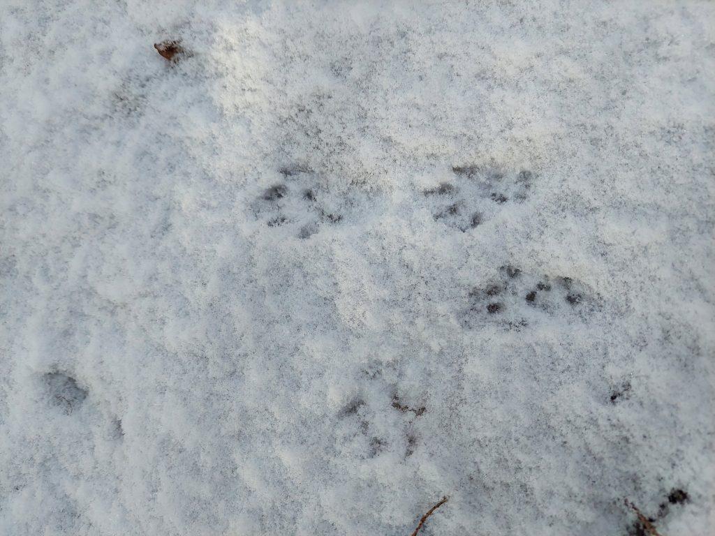 Red squirrel tracks in the snow.