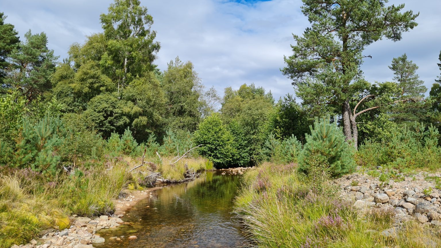 Image of Allt Lorgy Burn near Carrbridge on a bright day flanked by grasses and woodland
