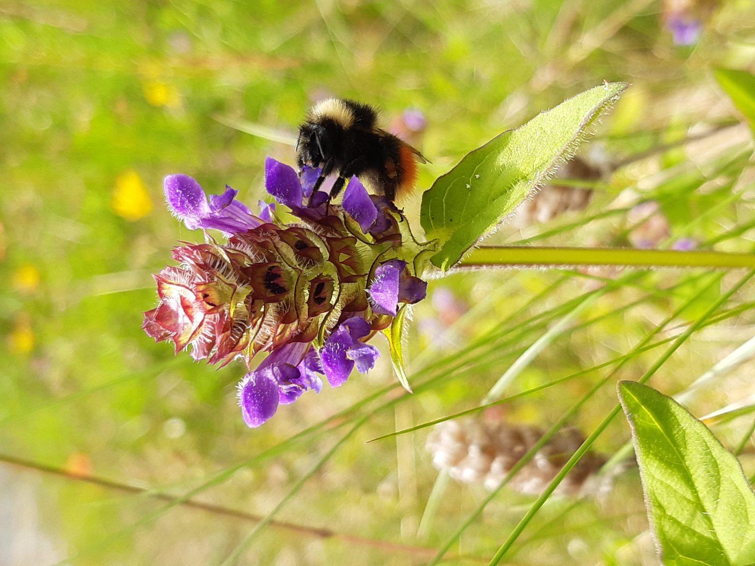 Image of a bee on a purple flower.