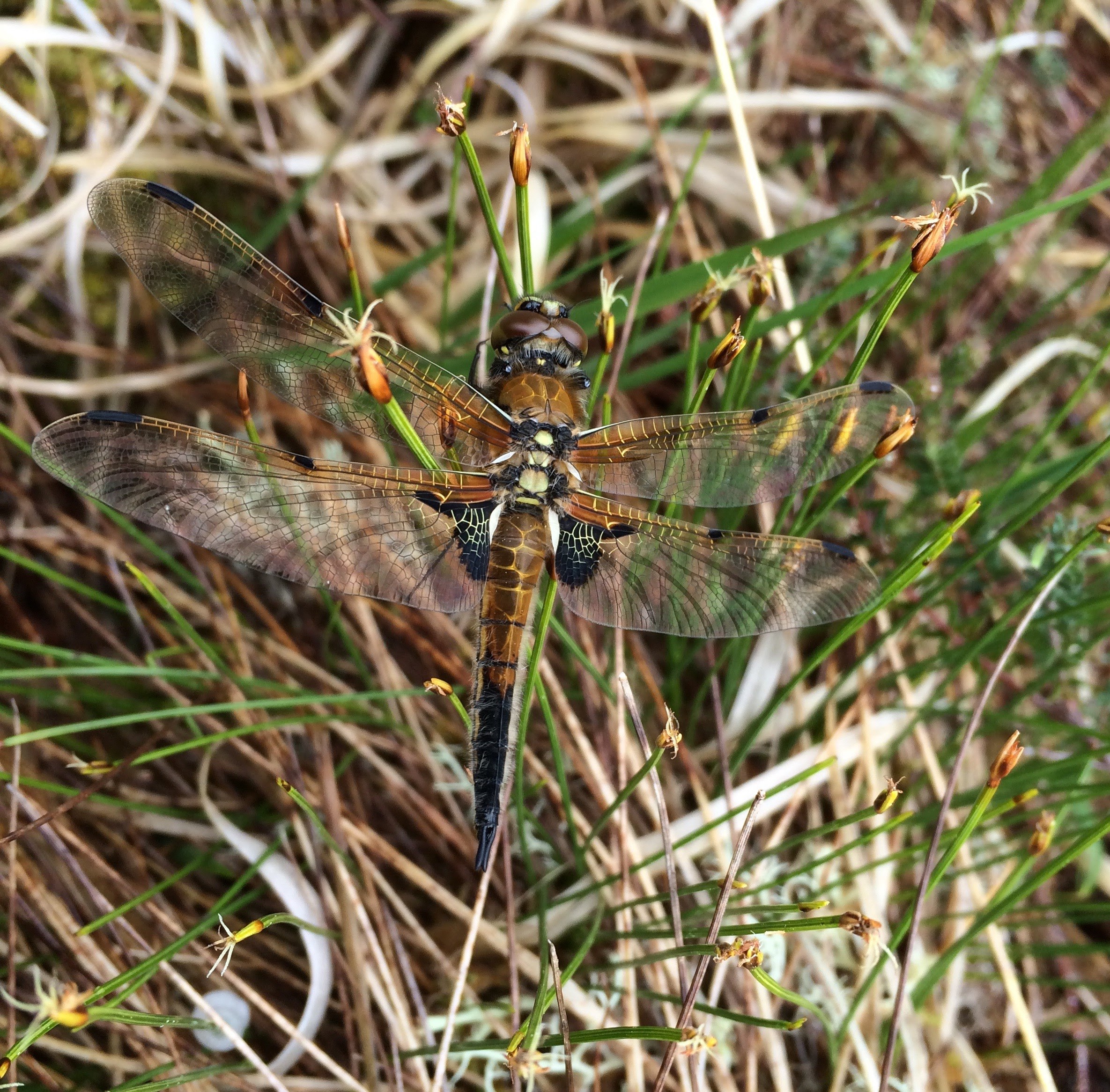 A dragonfly sitting on some grass