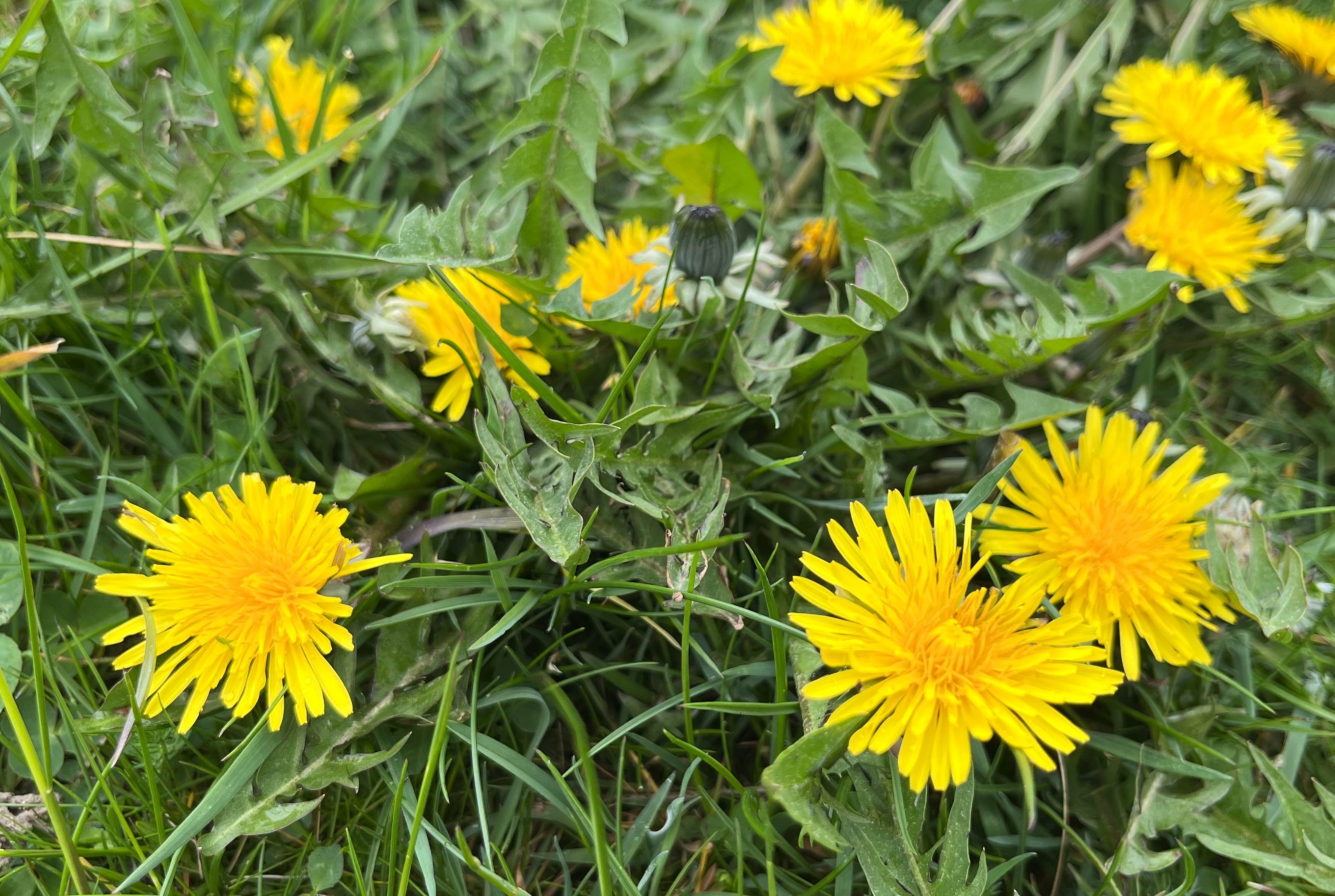 Close up picture of dandelions and grass.