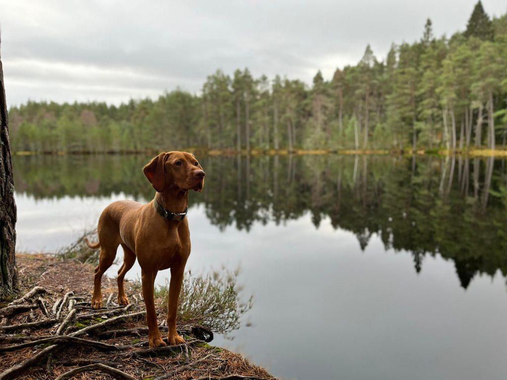 Mara the Vizsla