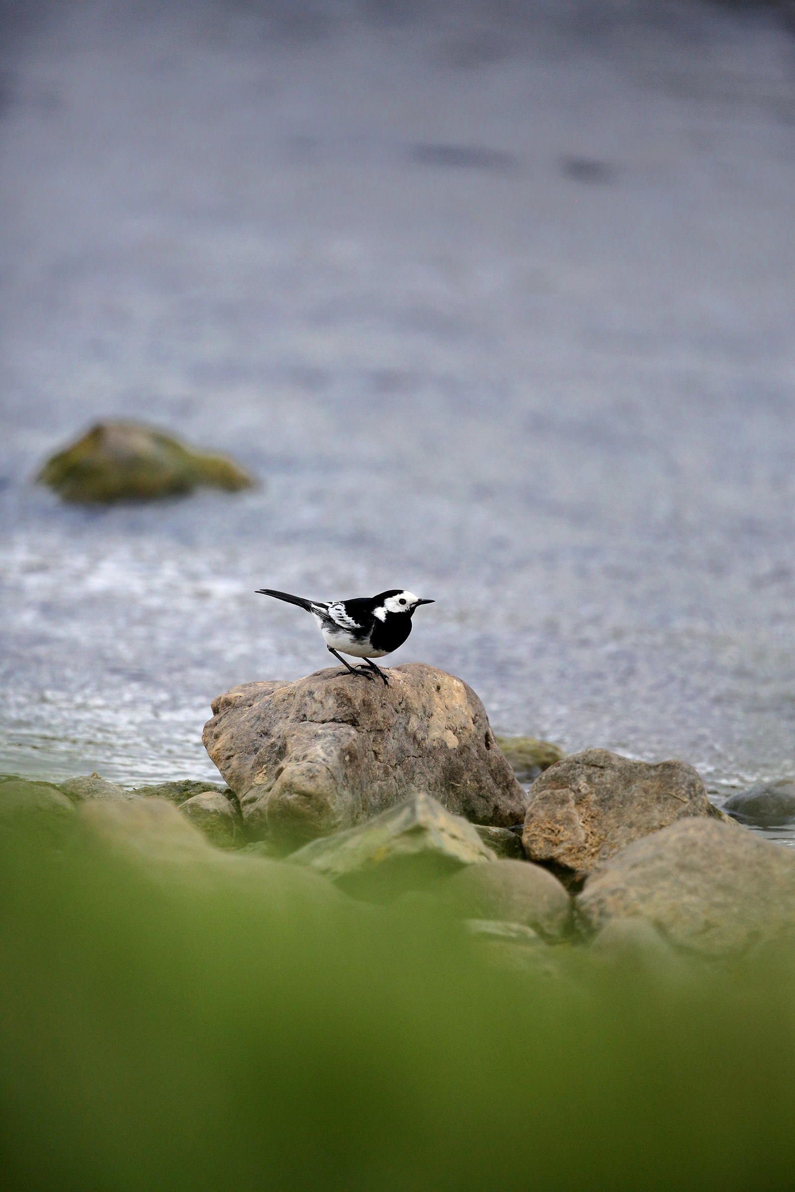 Pied Wagtail on a rock.
