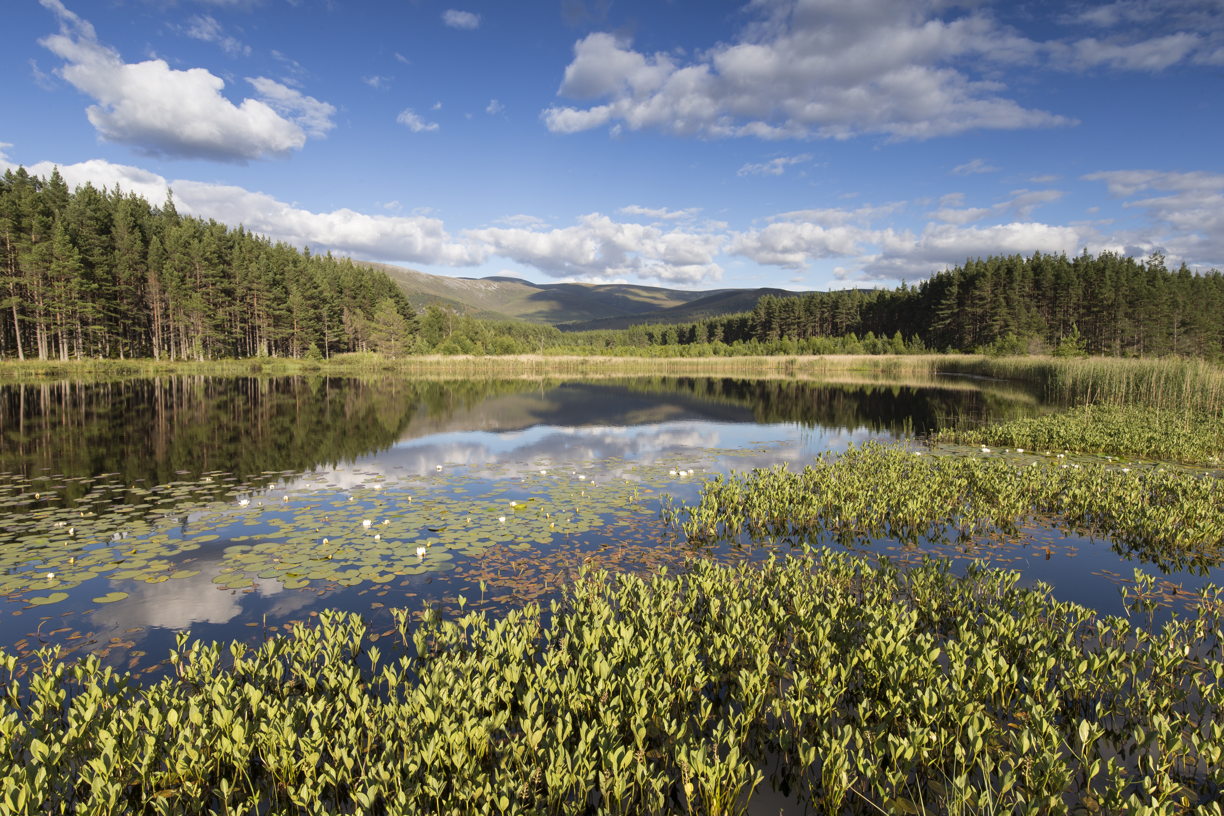 A loch with reeds and water lilies under a blue sky with scattered clouds.