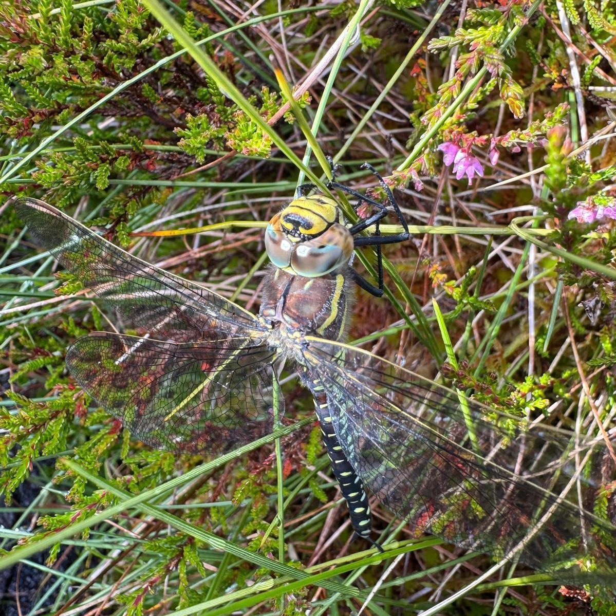 A dragonfly with a long body sitting on purple flowers