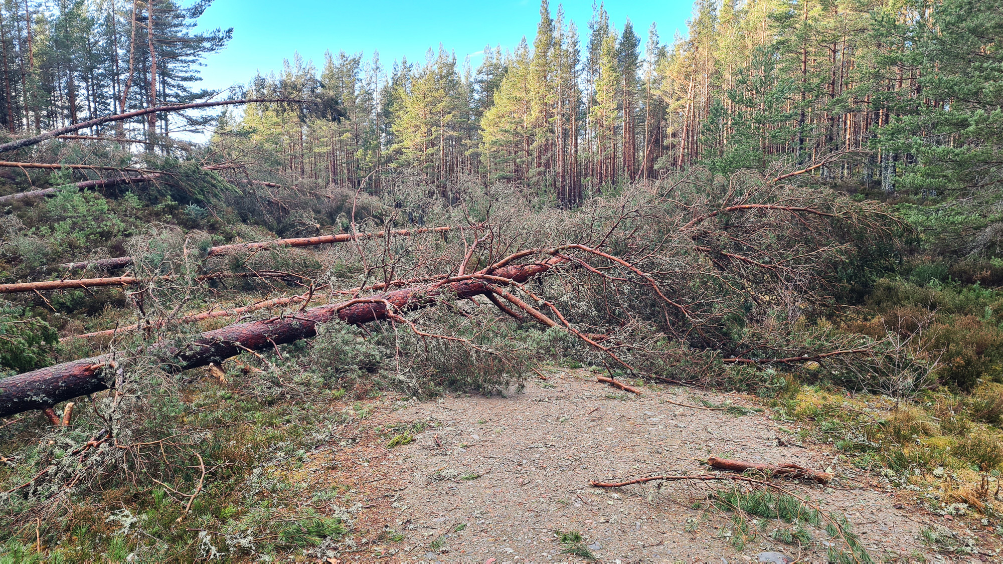 A path is blocked by fallen trees after a storm.