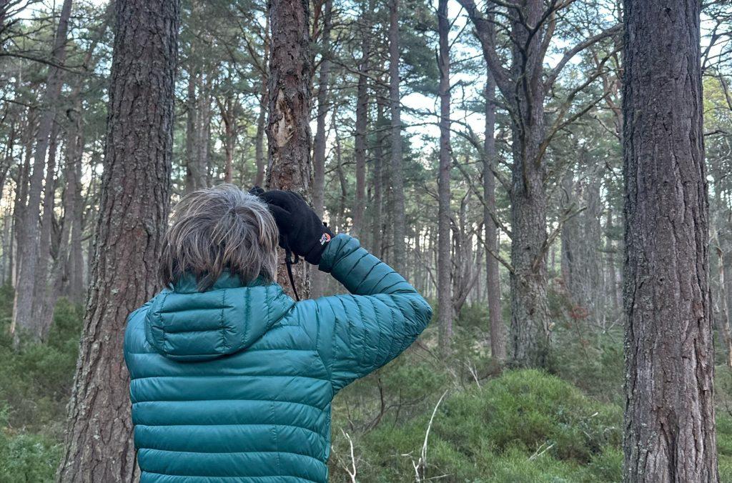Person looking up a trees with binoculars.