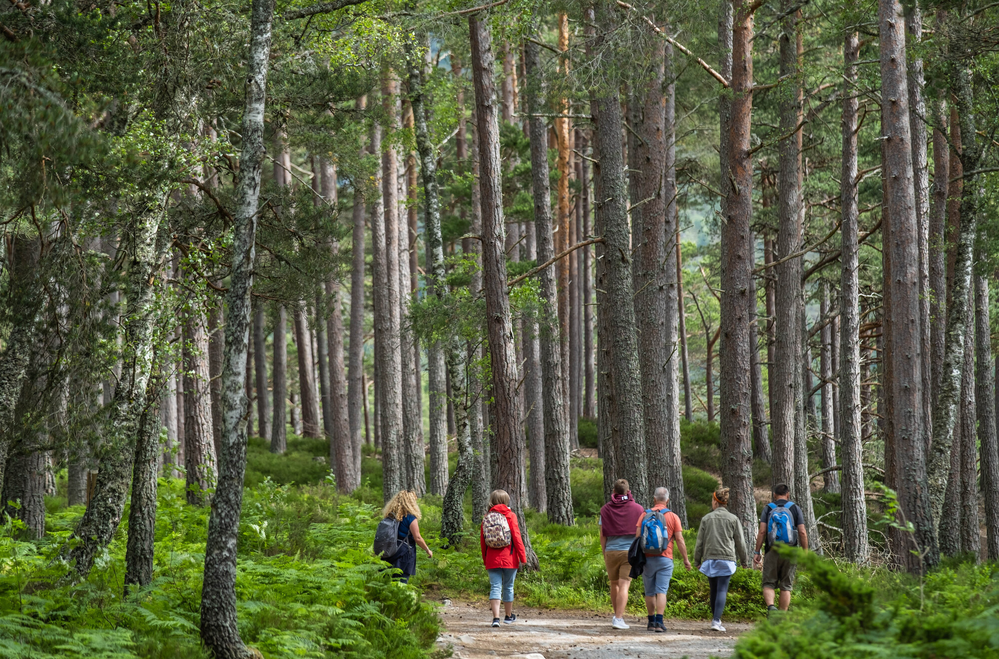 A group of people walking on woodland trail surrounded by trees.