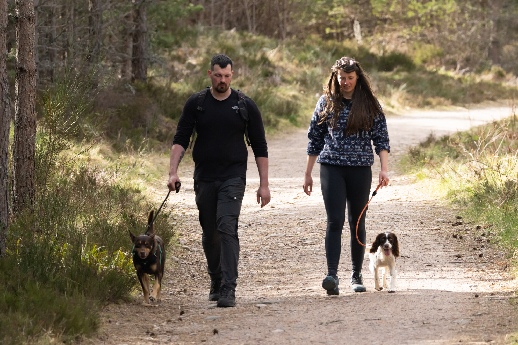 A man and woman walking their dogs on leads side by side in a forest trail in Glenmore, spring time.